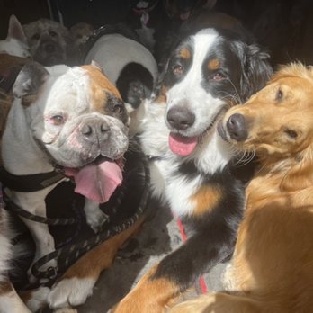 Lucky Tails - Dog Walkers Near Me