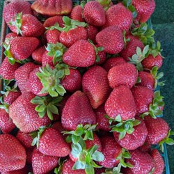 Strawberries Picked Fresh Daily - Strawberry flat April 2022