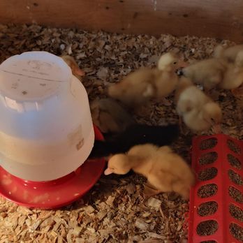 Maan Farms - Baby ducks - Farmers Market Near Me - Abbotsford, British Columbia