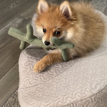 Puppyland - Little Louis - Pet Breeders Near Me - Puyallup, Washington Puppyland - Little Louis - Pet Breeders Near Me - Puyallup, Washington