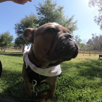 Karma Dog Training - Dog Walkers Near Me - Los Angeles, California Karma Dog Training - Dog Walkers Near Me - Los Angeles, California