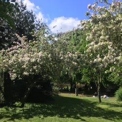 Assistens Kirkegården