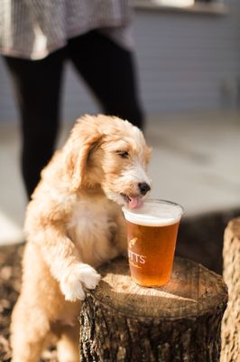 MUTTS Canine Cantina® - Austin by null