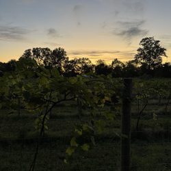 Long Hollow Gardens & Vineyards - Vineyards