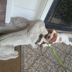 Boggs Gun Shop - Come visit #cookieboggs , our mascot