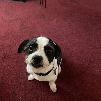 Luxe Pups - Benny - Pet Groomers Near Me - Chino, California
