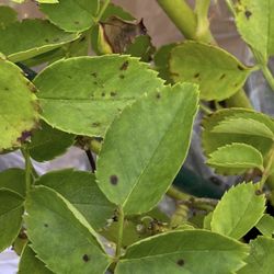 Black spot disease, and the pilgrim roses