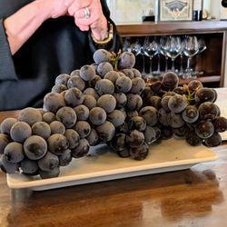Jamie Slone Wines