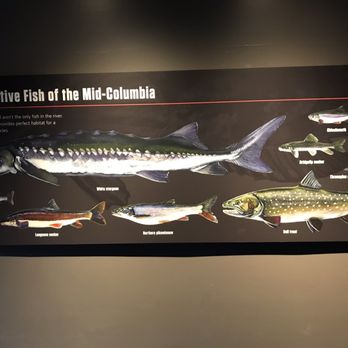 Rocky Reach Discovery Center - Visitor Centers Near Me - Wenatchee, Washington