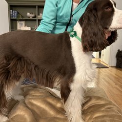 The Salty Dog Grooming Salon - My Ella