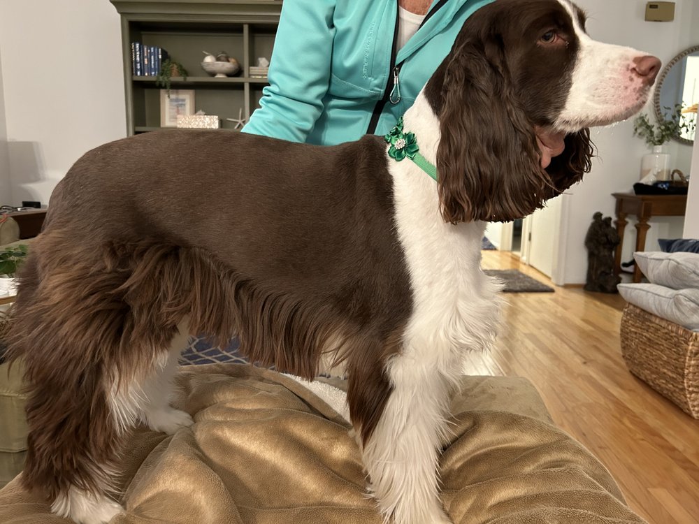 THE SALTY DOG GROOMING SALON Updated September 2024 19470 Coastal