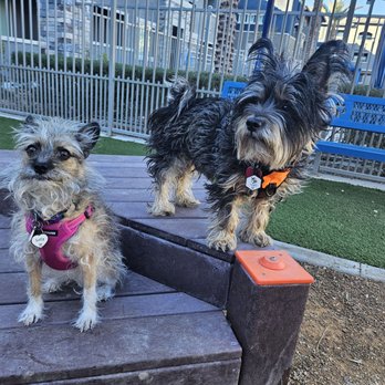Desert Pet Spa - Before Desert Pet Spa's magic! - Pet Groomers Near Me - Las Vegas, Nevada