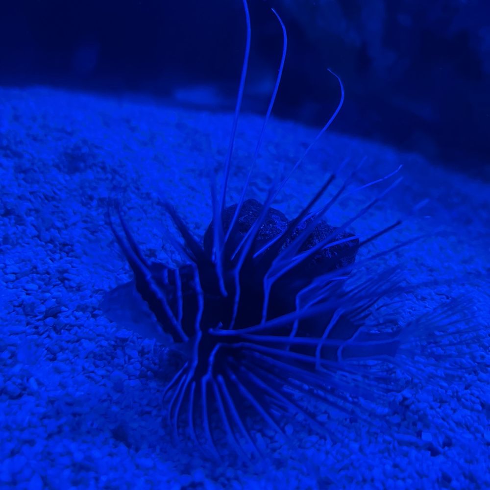 Blue Zoo - Aquariums Near Me - Baton Rouge, Louisiana