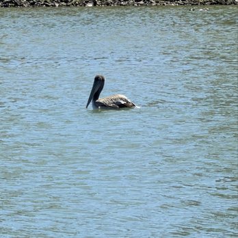 Monterey Bay Eco Tours - Boat Tours Near Me - Moss Landing, California Monterey Bay Eco Tours - Boat Tours Near Me - Moss Landing, California