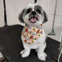 Photo of Realm of Pawsibilities