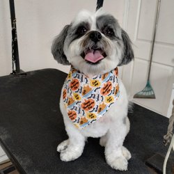 Realm of Pawsibilities