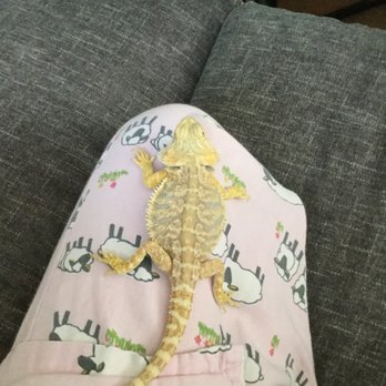 Petco - This was him about a month before he died - Pet Stores Near Me - Gig Harbor, Washington