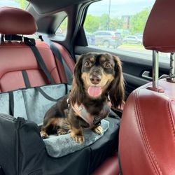 Charlotte Animal Referral & Emergency - Looking good as new the next morning! No more swelling and much more alert and happy!