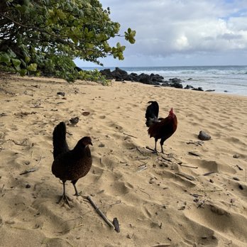 Haena Beach Park - Parks Near Me - Kapaa, Hawaii