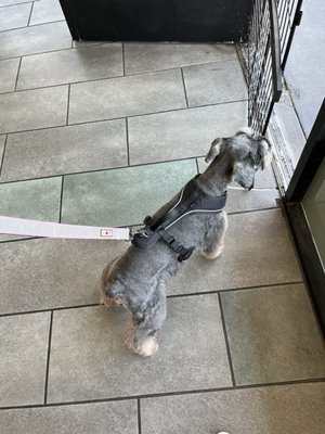 Adorable Pet Grooming Salon by null