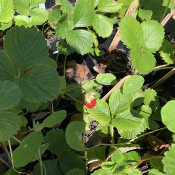 Cloverfield Organic Farm - Strawberry - Farmers Market Near Me - El Sobrante, California Cloverfield Organic Farm - Strawberry - Farmers Market Near Me - El Sobrante, California