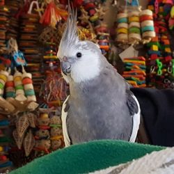 Pampered Parrot Behavior Coaching and Boarding