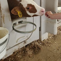 Crystal Ball Farms Organic Dairy - Calf