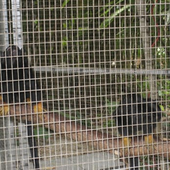 Monkey Jungle - Zoos Near Me - Miami, Florida Monkey Jungle - Zoos Near Me - Miami, Florida