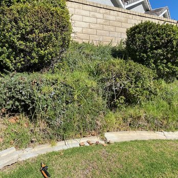 Reyes Tree Services - More side yard (before) - Tree Services Near Me - Northridge, California Reyes Tree Services - More side yard (before) - Tree Services Near Me - Northridge, California