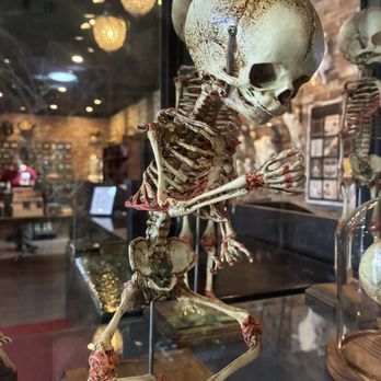 Curious Nature - Antiques Near Me - Phoenix, Arizona