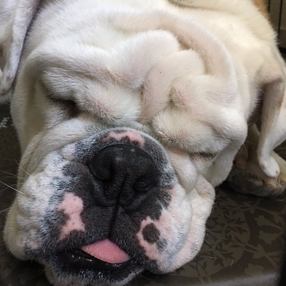 Petco - My baby still smells like blueberries!! Yumm. - Pet Stores Near Me - Oceanside, California Petco - My baby still smells like blueberries!! Yumm. - Pet Stores Near Me - Oceanside, California