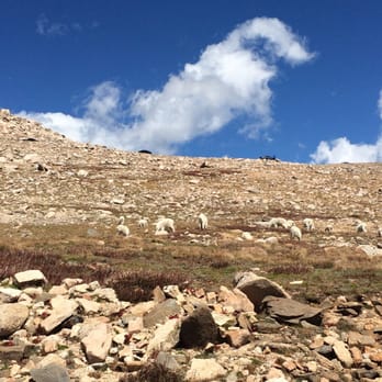 Mount Blue Sky Scenic Byway - Sheep? - Hiking Near Me