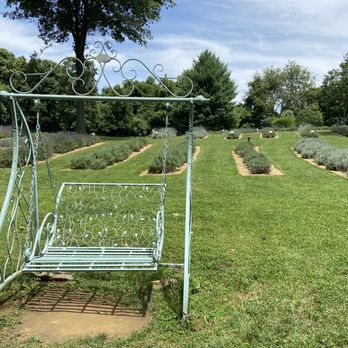 Blooming Hill Lavender Farm - a swing in a lavender garden - Gift Shops Near Me - Purcellville, Virginia