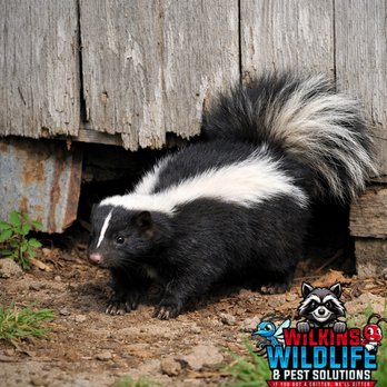Wilkins Wildlife & Pest Solutions - Wildlife Control Near Me - Bethany Beach, Delaware Wilkins Wildlife & Pest Solutions - Wildlife Control Near Me - Bethany Beach, Delaware