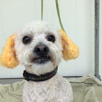 Jesse's Dog Grooming - Pet Groomers Near Me - Yuba City, California Jesse's Dog Grooming - Pet Groomers Near Me - Yuba City, California