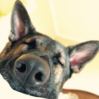 The Central Coast Pet Sitter - Pet Sitting Near Me The Central Coast Pet Sitter - Pet Sitting Near Me