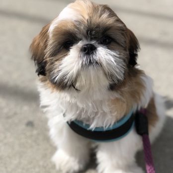 Zen Dog Training - Pet Training Near Me - Somerville, Massachusetts