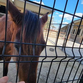 Houston SPCA - Love this 18 year old beauty - Animal Shelters Near Me - Houston, Texas