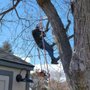 Photo of A-Z Tree Trimming & Removal