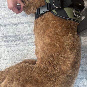 Pampered Poodle - Unevenly groomed left leg. - Pet Groomers Near Me - Clifton, New Jersey