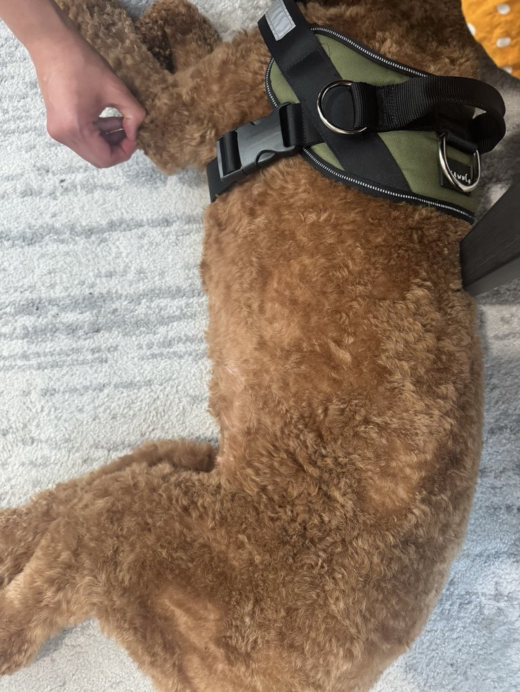 PAMPERED POODLE Updated July 2024 11 Photos & 11 Reviews 270