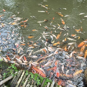 Byodo-In Temple - Koi Pond! - Buddhist Temples Near Me - Kaneohe, Hawaii