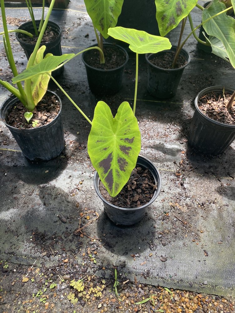 TONY’S NURSERY Updated June 2024 895 E Los Ebanos Blvd, Brownsville