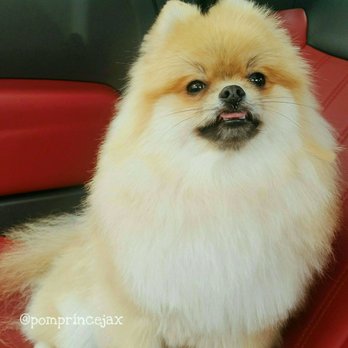 Rejoy's Pet Grooming - @pomprincejax showing off gis beautiful mane. Beautiful job Jasmine Thank you - Pet Groomers Near Me - Los Angeles, California Rejoy's Pet Grooming - @pomprincejax showing off gis beautiful mane. Beautiful job Jasmine Thank you - Pet Groomers Near Me - Los Angeles, California