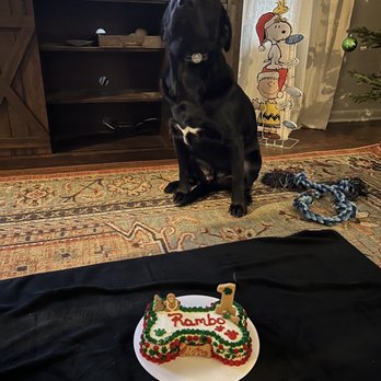 Paws, Claws & More by Jean - Rambo with his birthday cake from Jean - Pet Services Near Me Paws, Claws & More by Jean - Rambo with his birthday cake from Jean - Pet Services Near Me
