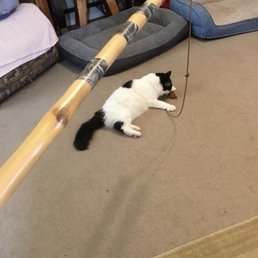 The only thing the bamboo stick I got from Brazsos was good for was to attach a cat toy to the end.