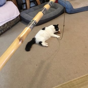 Brazos Walking Sticks - The only thing the bamboo stick I got from Brazsos was good for was to attach a cat toy to the end. - Outdoor Gear Near Me - Waco, Texas