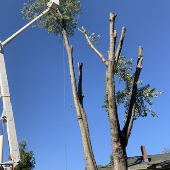 Dogwood Tree Service - Tree trimming at Marlton NJ - Tree Services Near Me - Beverly, New Jersey Dogwood Tree Service - Tree trimming at Marlton NJ - Tree Services Near Me - Beverly, New Jersey