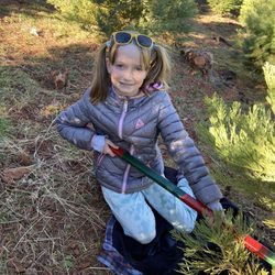 Bramble Hill Christmas Tree Farm - She got to help cut it.