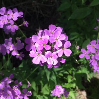 Macomb Orchard Trail - Some pretty flowers sprinkled along the pathway. - Active Life Near Me Macomb Orchard Trail - Some pretty flowers sprinkled along the pathway. - Active Life Near Me